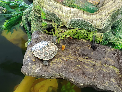 Pet Store «Animal Lovers Pet Shop», reviews and photos, 24028 Vista Montana, Torrance, CA 90505, USA