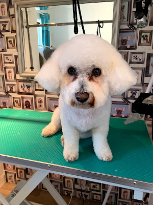 Shampooches Mobile Dog Grooming