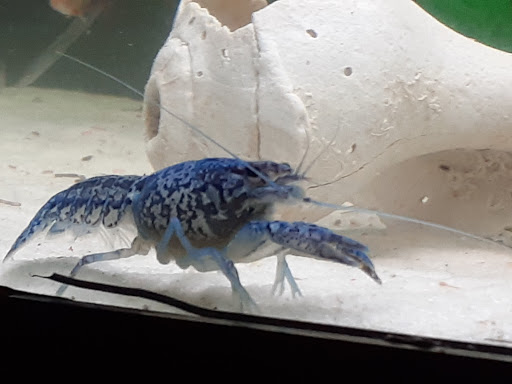 Pet Supply Store «Pet Station Jackson», reviews and photos, 1617 E Michigan Ave, Jackson, MI 49202, USA