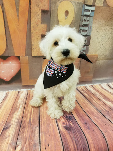 Pet Store «Happiness Is Pets», reviews and photos, 2936 Showplace Dr, Naperville, IL 60564, USA