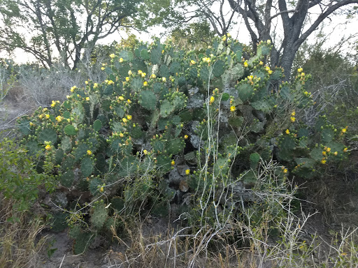 Park «Arroyo Park», reviews and photos, 1101 E New Hampshire St, Harlingen, TX 78550, USA