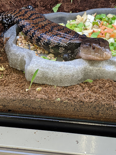 Pet Supply Store «Petco Animal Supplies», reviews and photos, 1419 Towne Square Blvd NW, Roanoke, VA 24019, USA