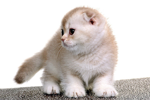 الرعاية الأولى محل الحيوانات الأليفة 