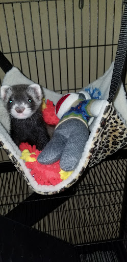 Pet Supply Store «Pet Supermarket», reviews and photos, 5325 US-19, New Port Richey, FL 34652, USA