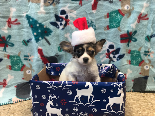 Pet Supply Store «Westland Dog Food Co Inc», reviews and photos, 37687 Ford Rd, Westland, MI 48185, USA