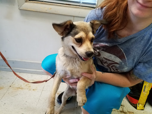 Thrift Store «West Plains Regional Animal Shelter», reviews and photos, 1438 State Rte BB, West Plains, MO 65775, USA