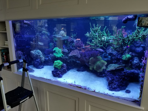 Tropical Fish Store «Greenwich Aquaria», reviews and photos, 1064 E Putnam Ave, Riverside, CT 06878, USA