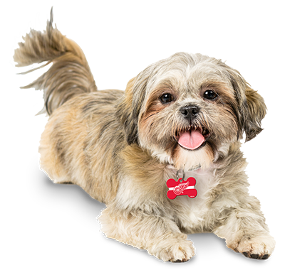 Vetscribe Solutions Ltd