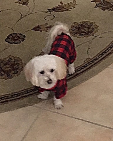 Pet Supply Store «PetSmart», reviews and photos, 5890 Trussville Crossings Pkwy, Birmingham, AL 35235, USA