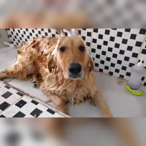 Logo da empresa - All Pets