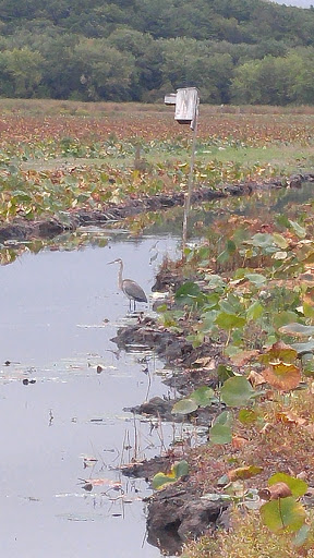 Wildlife Refuge «Great Meadows National Wildlife Refuge», reviews and photos, 73 Weir Hill Rd, Sudbury, MA 01776, USA