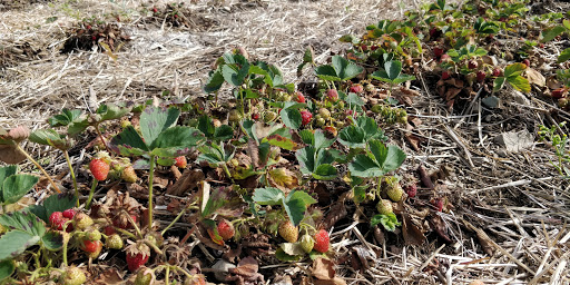 Farm «Russell Orchards», reviews and photos, 143 Argilla Rd, Ipswich, MA 01938, USA