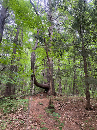 History Museum «Eustis Estate Museum and Study Center», reviews and photos, 1424 Canton Ave, Milton, MA 02186, USA