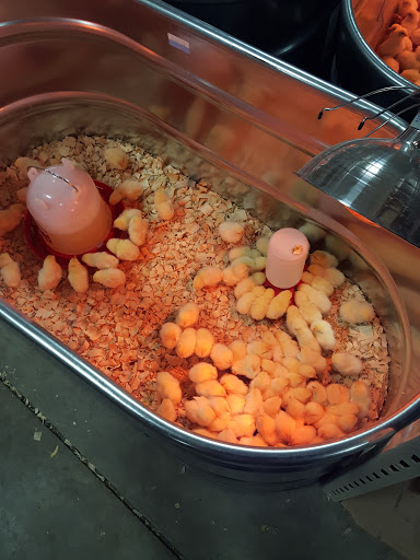 Home Improvement Store «Tractor Supply Co.», reviews and photos, 57155 Gratiot Ave, New Haven, MI 48048, USA