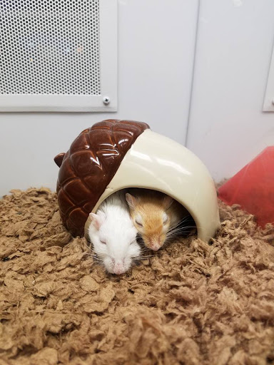 Pet Supply Store «Petco Animal Supplies», reviews and photos, 6137 Mid Rivers Mall Dr, St Charles, MO 63304, USA