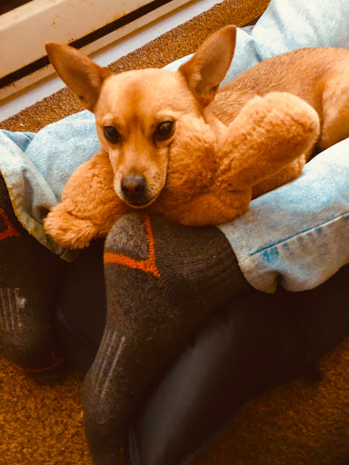 Pet Store «The Pet Place», reviews and photos, 240 Shadowline Dr, Boone, NC 28607, USA