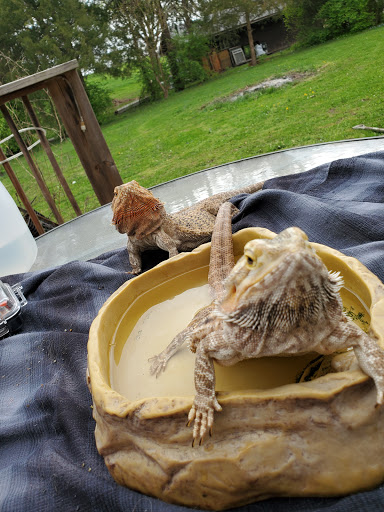 Pet Store «Tye-Dyed Iguana - Reptiles», reviews and photos, 1905 W U.S. 50, Fairview Heights, IL 62208, USA