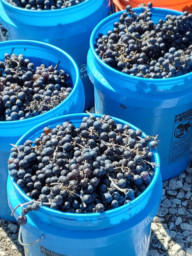 Vineyard «Stone Pillar Vineyard & Winery», reviews and photos, 11000 S Woodland St, Olathe, KS 66061, USA