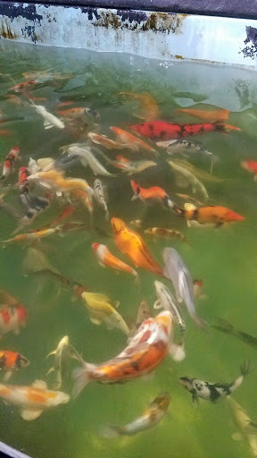 Fish Farm «Kloubec Koi», reviews and photos, 1375 Baxter Ave NW, Amana, IA 52203, USA