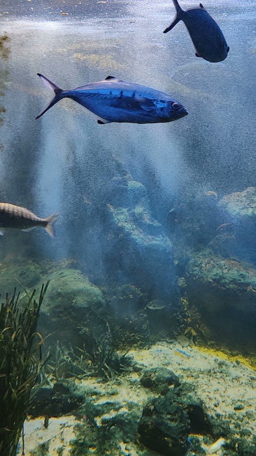 Acuario de la Universidad de Murcia