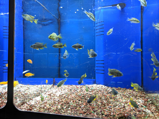 Shopping Mall «Winchester Aquarium & Pet Center», reviews and photos, 190 Costello Dr, Winchester, VA 22602, USA