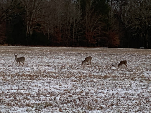 National Park «Shiloh National Military Park», reviews and photos, 1055 Pittsburg Landing Rd, Shiloh, TN 38376, USA