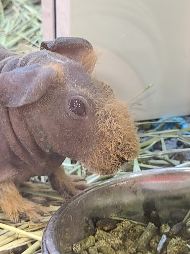 Pet Supply Store «PetSmart», reviews and photos, 7177 SE 29th St, Midwest City, OK 73110, USA