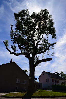 Arbre de la Liberté : Frêne planté en 1848 à Saales
