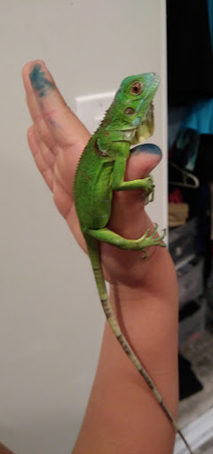 Pet Supply Store «Petco Animal Supplies», reviews and photos, 852 N Western Ave, San Pedro, CA 90732, USA