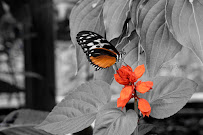 Kenneth Scott Photography - Photo 5 - Car repair in , South Bend