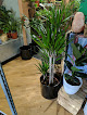 Temple Essence - Plants Today Garden Centre & Green Grocer