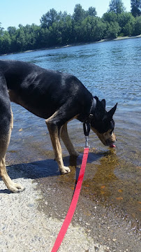 Sunshine Pet Services - Photo 8 - Car repair in Salem, OR, Salem