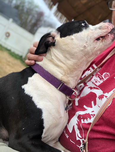 Howliday Inn Suites & Treats Pet Resort, 1 Davis Ct, Hurricane, WV 25526, USA, 