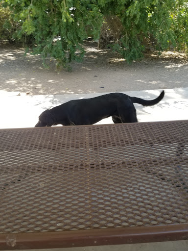 Park «Lewis Kingman Park», reviews and photos, 2201 E Andy Devine Ave, Kingman, AZ 86401, USA