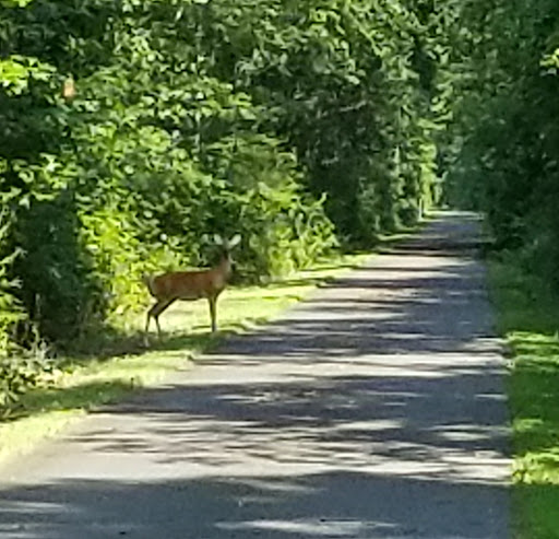 Park «Glassboro Wildlife Management Area», reviews and photos, Fries Mill Rd, Clayton, NJ 08312, USA