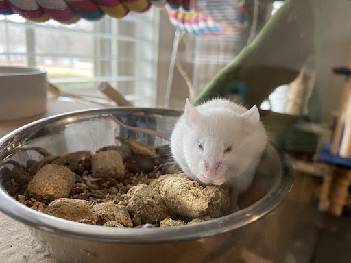 Pet Supply Store «Petco Animal Supplies», reviews and photos, 1086 Killingly Commons Drive, Dayville, CT 06241, USA