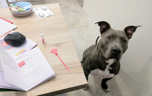 Clínica Veterinaria Bonn en Madrid