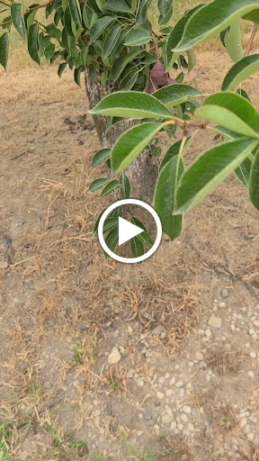 Winery «Lemon Creek Winery», reviews and photos, 533 E Lemon Creek Rd, Berrien Springs, MI 49103, USA