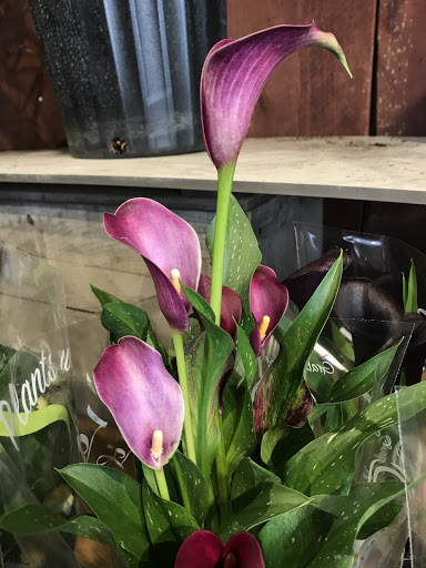 Florist «Brattle Square Florist», reviews and photos, 31 Brattle St, Cambridge, MA 02138, USA