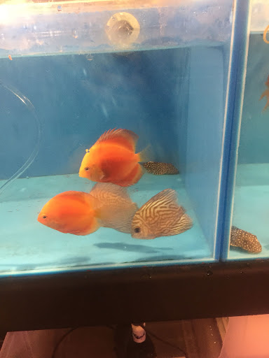 Tropical Fish Store «Aquatic Paradise», reviews and photos, 705 West Ave, Clermont, FL 34711, USA