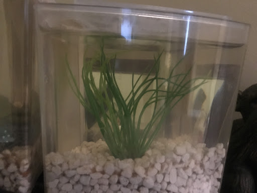 Pet Supply Store «Pet Supplies Plus», reviews and photos, 2155 Delaware Ave, Buffalo, NY 14216, USA