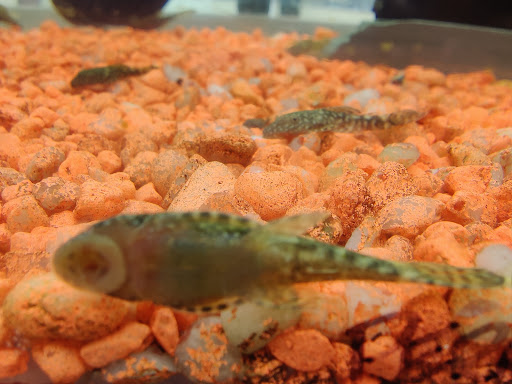 Pet Store «Animart», reviews and photos, 4303 E Towne Way, Madison, WI 53704, USA