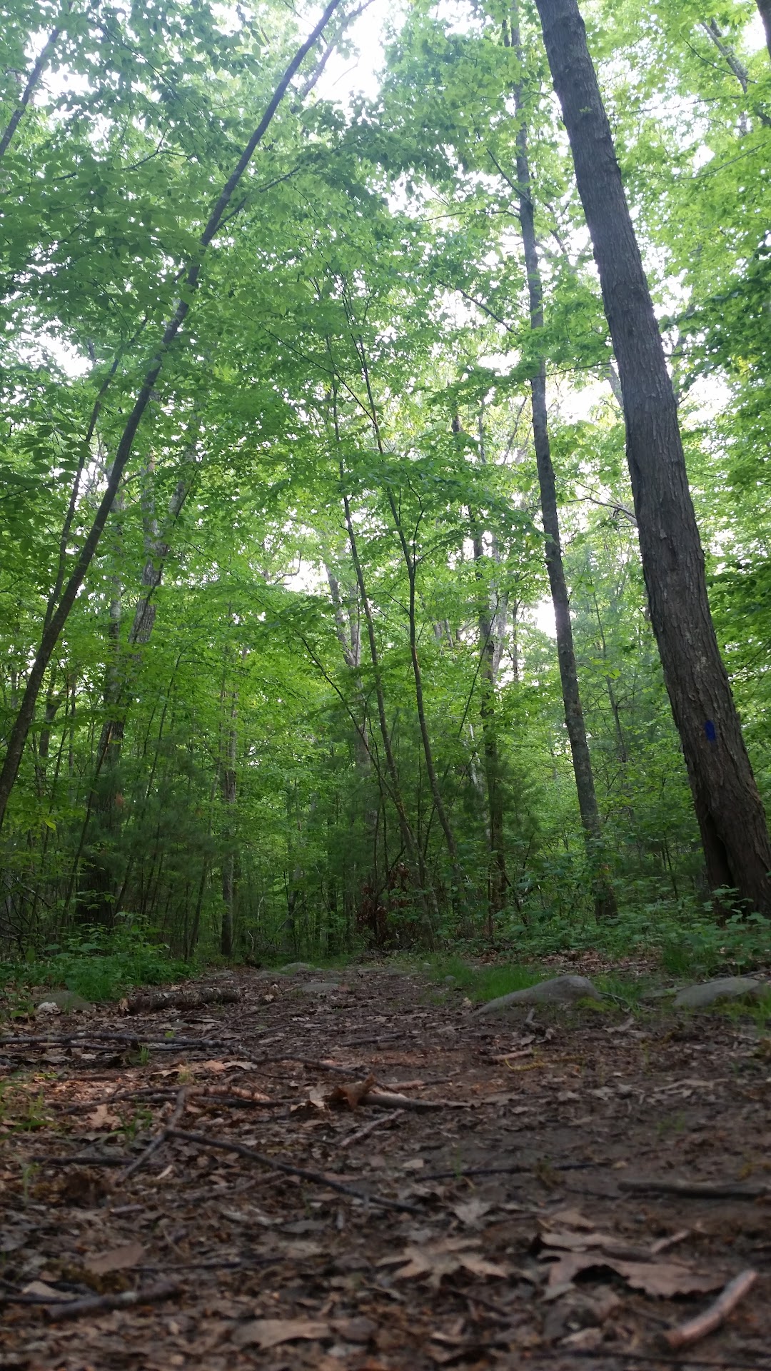 Rehoboth State Forest