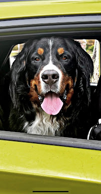 Wag & Swish Pet Care, LLC - Photo 8 - Car repair in , Bonita Springs