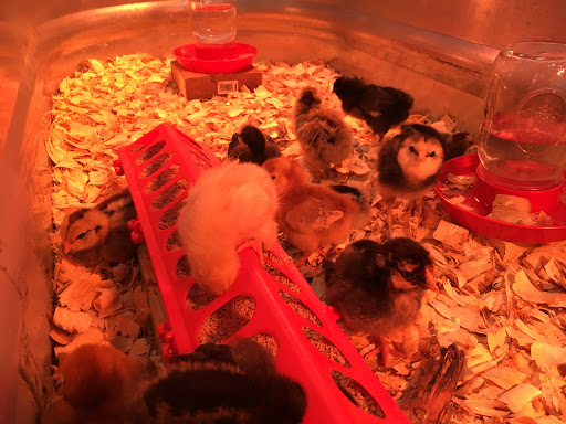 Hardware Store «Triangle Ace Hardware», reviews and photos, 4711 Hope Valley Rd #1j, Durham, NC 27707, USA