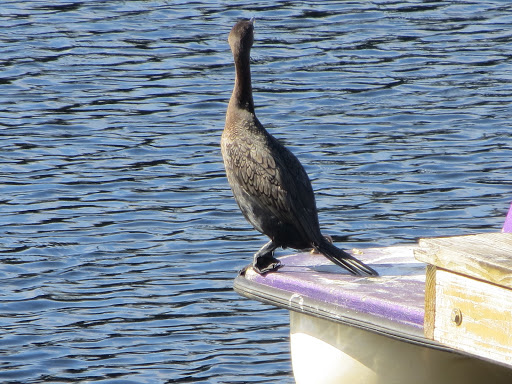 Park «Tree Tops Park», reviews and photos, 3900 SW 100th Ave, Davie, FL 33328, USA