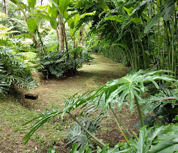 Kebun jeruk photo