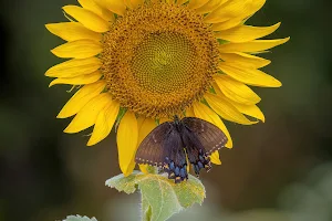 Draper WMA Sunflower Fields image