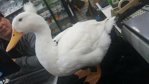 Pet Supply Store «Concord Feed Pet & Livestock Supplies», reviews and photos, 228 Hookston Rd, Pleasant Hill, CA 94523, USA