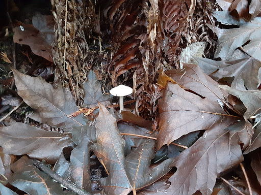 Park «Schmitz Preserve Park», reviews and photos, 5551 SW Admiral Way, Seattle, WA 98116, USA